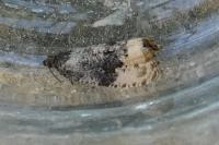 Hedya ochroleucana
