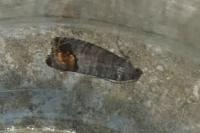 Cydia pomonella