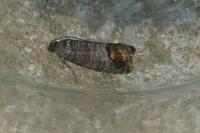 Cydia pomonella