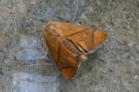 Apoda limacodes