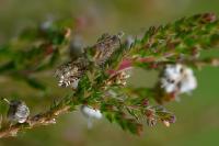 Ancylis unguicella