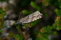 Ancylis unguicella