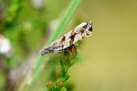 Ancylis unguicella