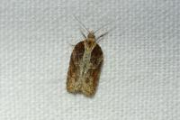 Acleris