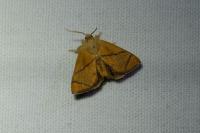 Apoda limacodes