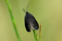 Epichnopterix plumella