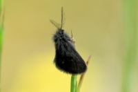 Epichnopterix plumella