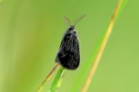 Epichnopterix plumella