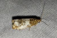 Notocelia rosaecolana