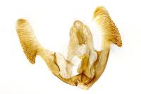 Notocelia rosaecolana