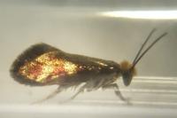 Micropterix tunbergella
