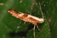 Argyresthia pruniella