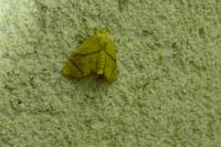 Apoda limacodes
