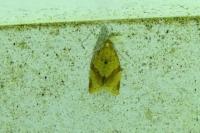 Clepsis consimilana