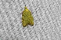 Aleimma loeflingiana