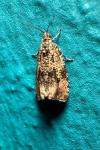 Celypha lacunana