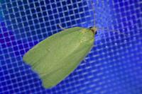 Tortrix viridana