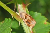 Archips crataegana