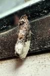 Hedya nubiferana