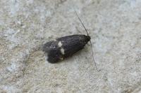 Borkhausenia minutella