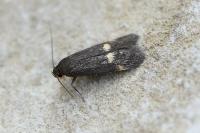 Borkhausenia minutella