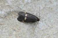 Borkhausenia minutella