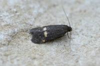 Borkhausenia minutella