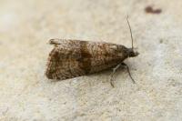 Celypha striana