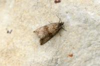 Celypha striana