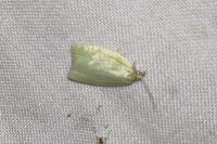 Tortrix viridana