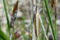 Pleurota aristella