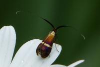 Adela australis