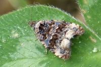 Endothenia