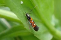 Mompha locupletella