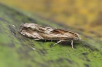 Eucosma cana