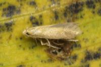 Tischeria ekebladella
