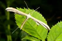 Emmelina monodactyla