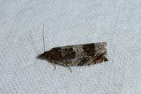 Ancylis achatana