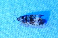 Endothenia