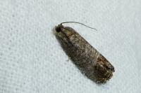 Cydia pomonella