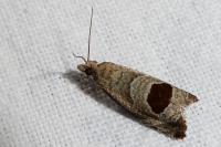 Notocelia uddmanniana
