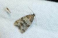 Isotrias rectifasciana