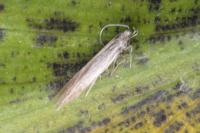 Coleophora alticolella