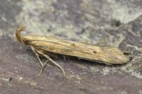 Metzneria lappella