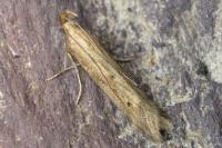 Metzneria lappella