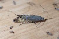 Glyphipterix thrasonella