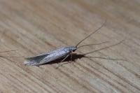 Coleophora