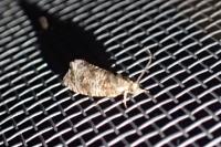 Celypha lacunana
