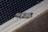 Cnephasia