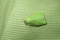 Tortrix viridana